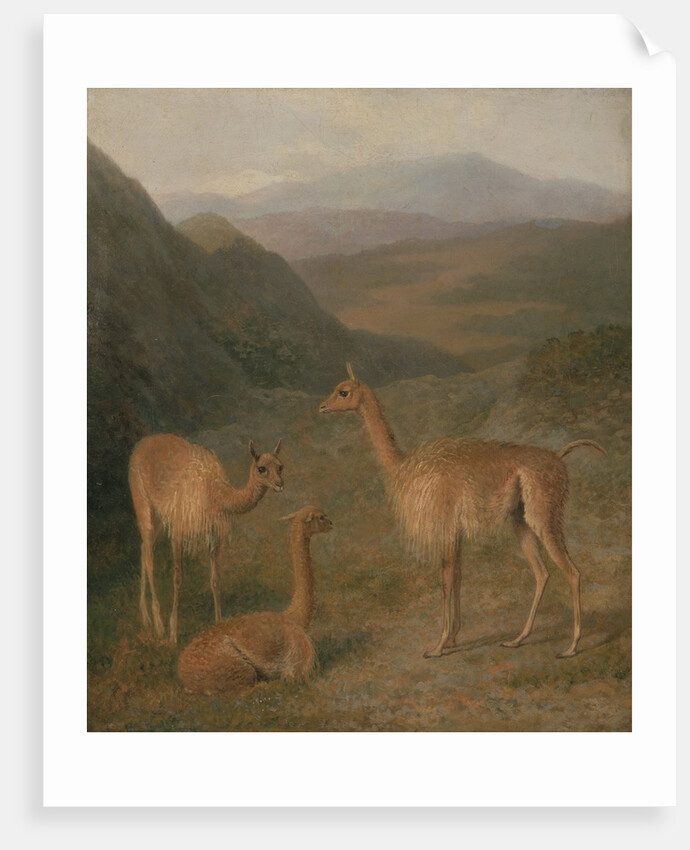 Vicunas, 1831 by Jacques-Laurent Agasse