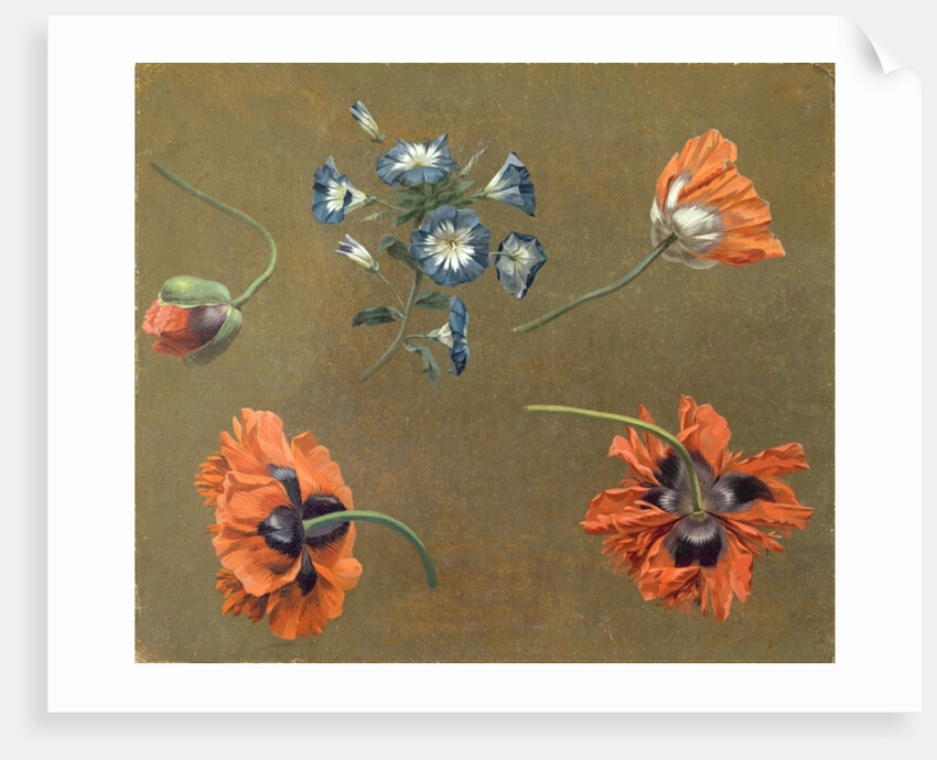 Poppies and Tradascanthus by Swiss School