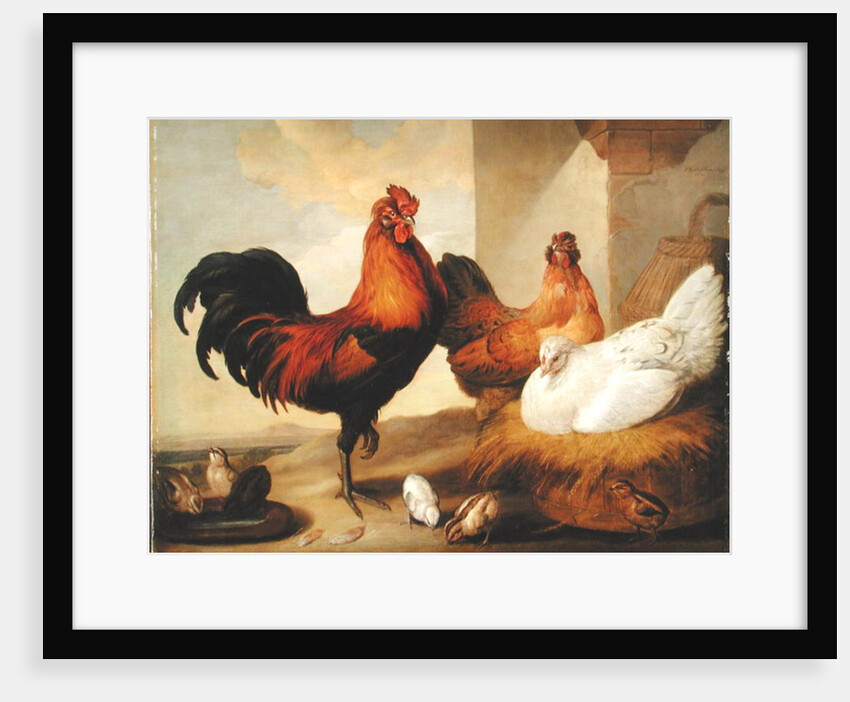 Domestic Cock, Hens and Chicks, 1655 by Francis Barlow