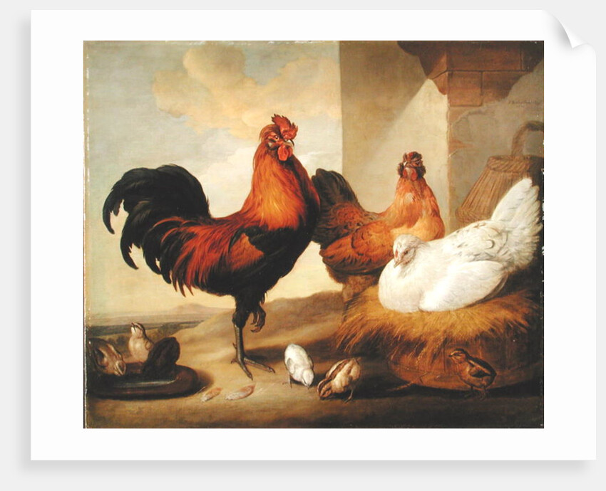 Domestic Cock, Hens and Chicks, 1655 by Francis Barlow
