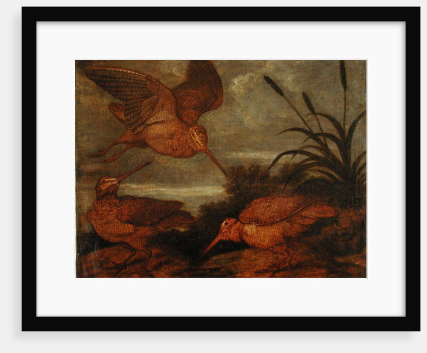 Woodcock at Dusk, c.1676 by Francis Barlow