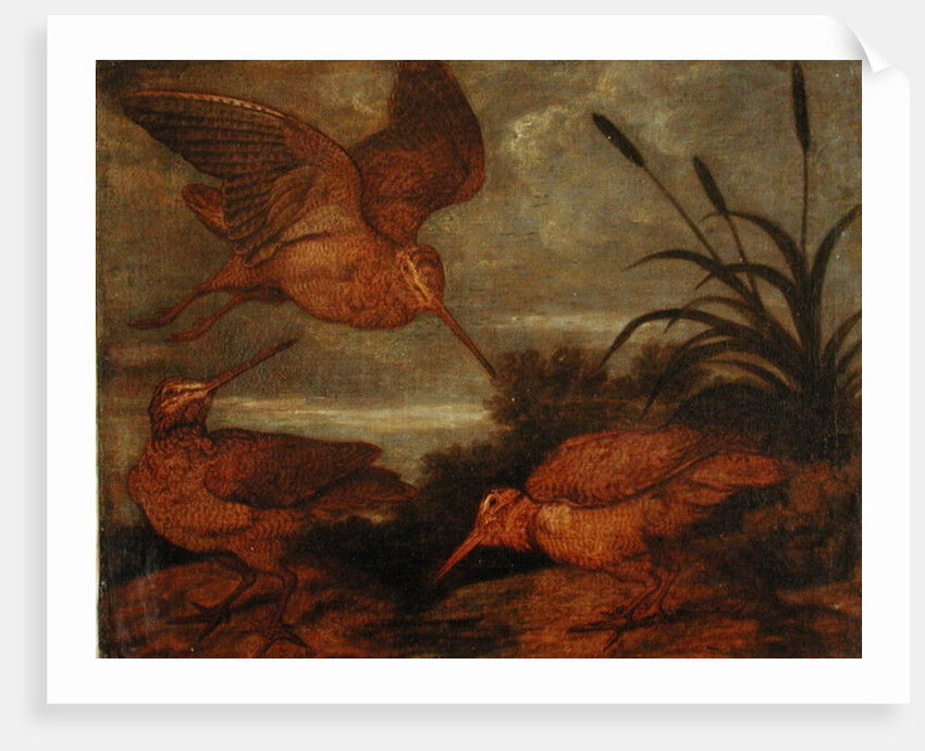 Woodcock at Dusk, c.1676 by Francis Barlow