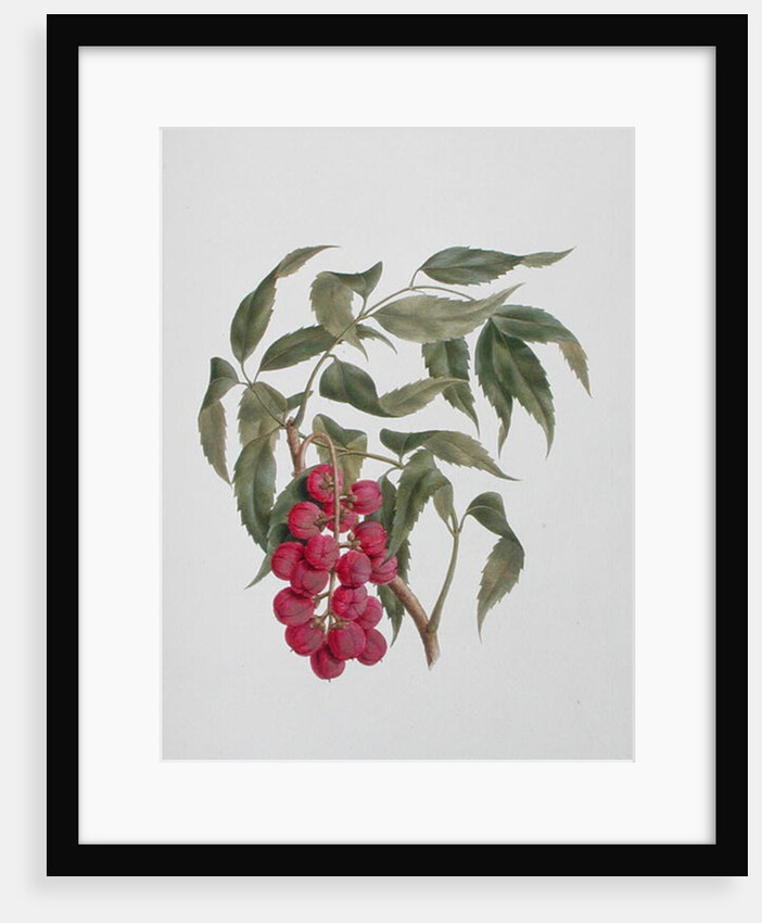 Korsuma by Luigi Balugani