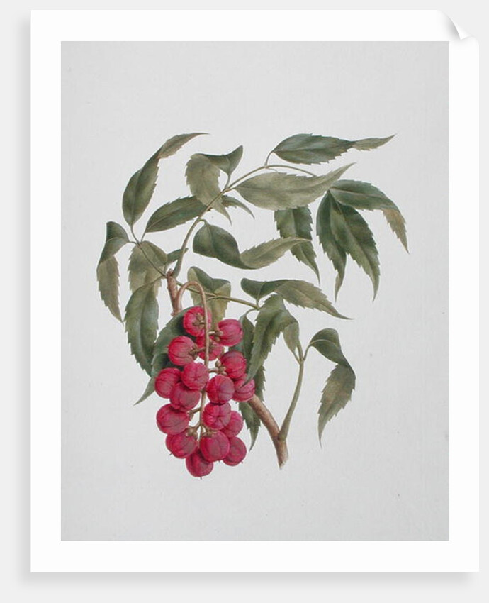 Korsuma by Luigi Balugani