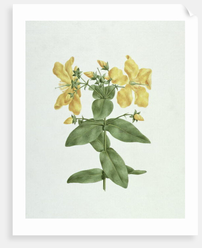 Feel-Fetch by James (1730-94) Bruce