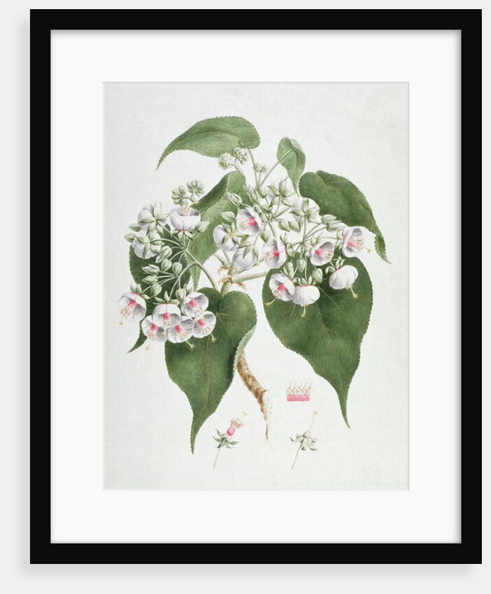 Walkuffa No.5 Dombeya torrida by James (1730-94) Bruce