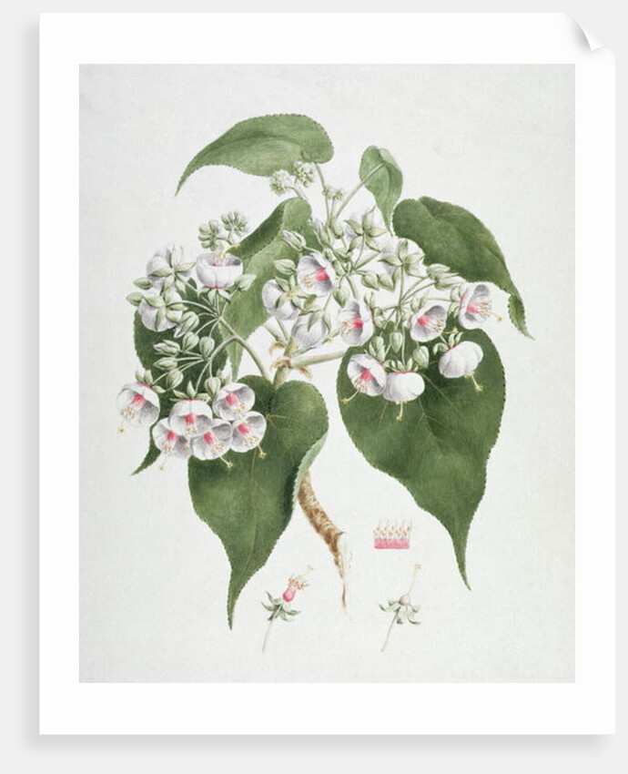 Walkuffa No.5 Dombeya torrida by James (1730-94) Bruce