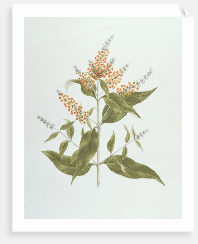 Umtar by James (1730-94) Bruce