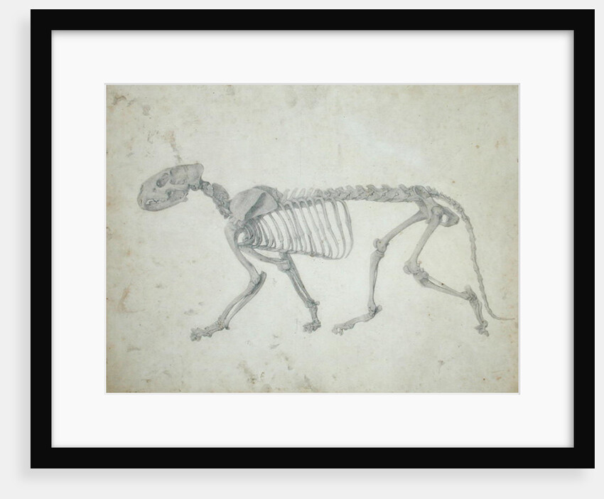 Lateral View of a Tiger Skeleton by George Stubbs