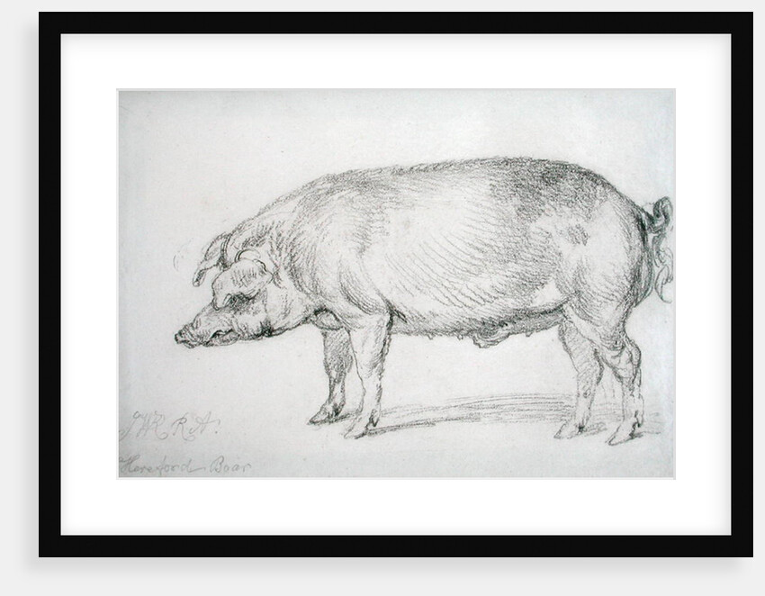 Hereford Boar, c.1803-04 by James Ward