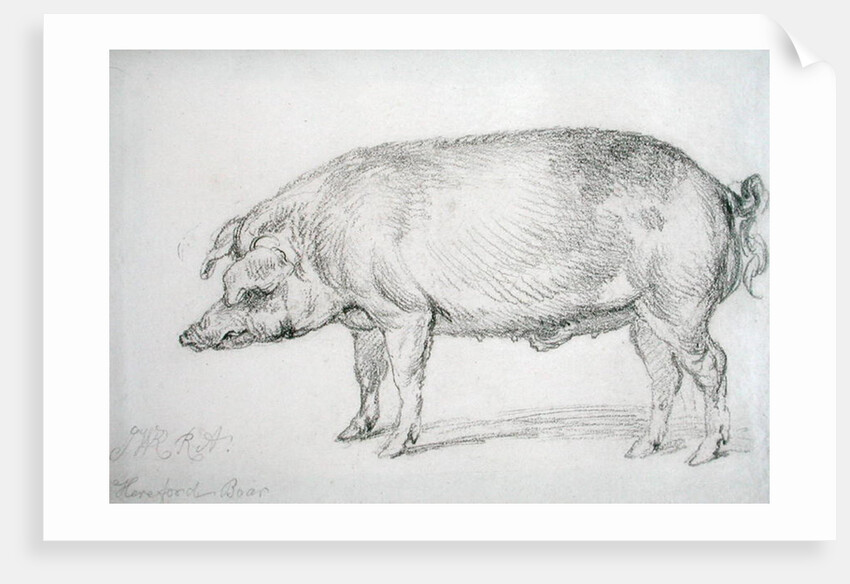 Hereford Boar, c.1803-04 by James Ward