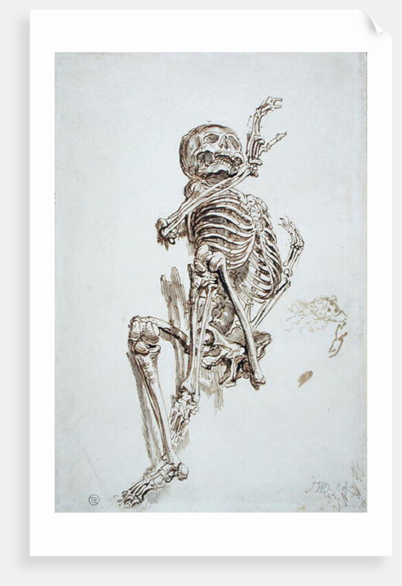 A Human Skeleton by James Ward