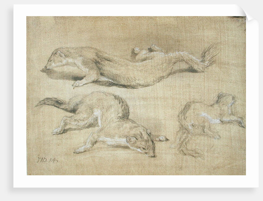 Ferrets by James Ward