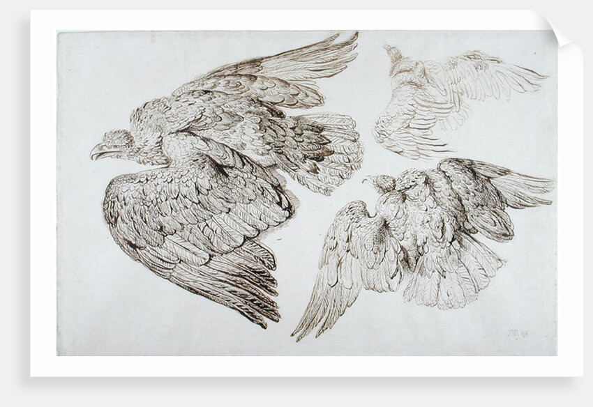 Eagles by James Ward