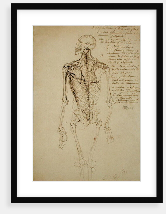 Drawing of a Man's Skeleton by James Ward