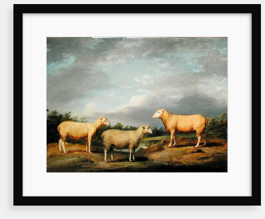 Ryelands Sheep, the King's Ram, the King's Ewe and Lord Somerville's Wether, c.1801-07 by James Ward