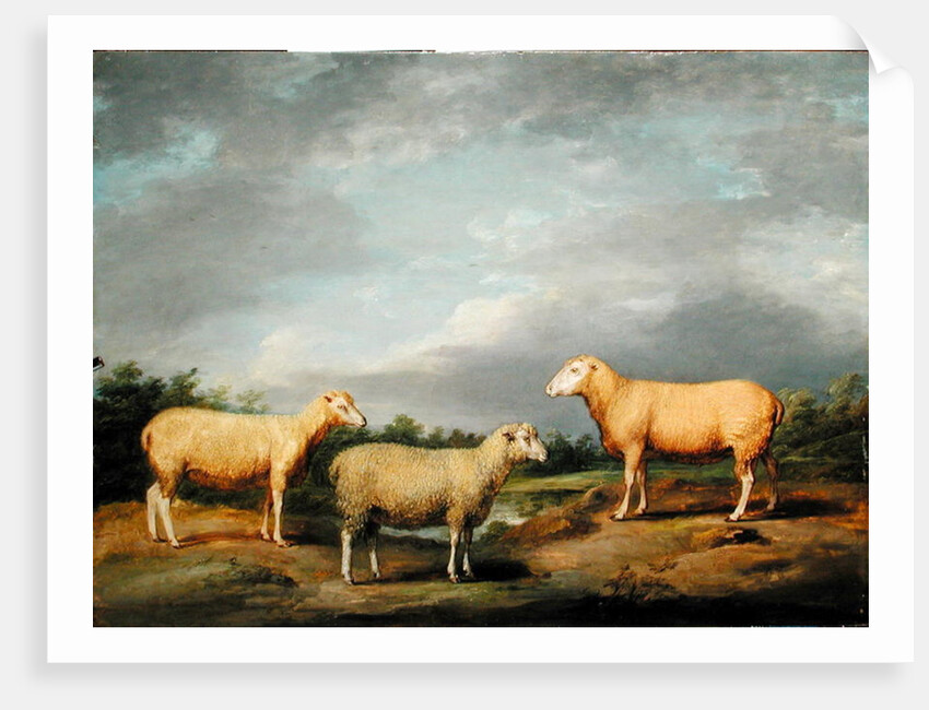 Ryelands Sheep, the King's Ram, the King's Ewe and Lord Somerville's Wether, c.1801-07 by James Ward