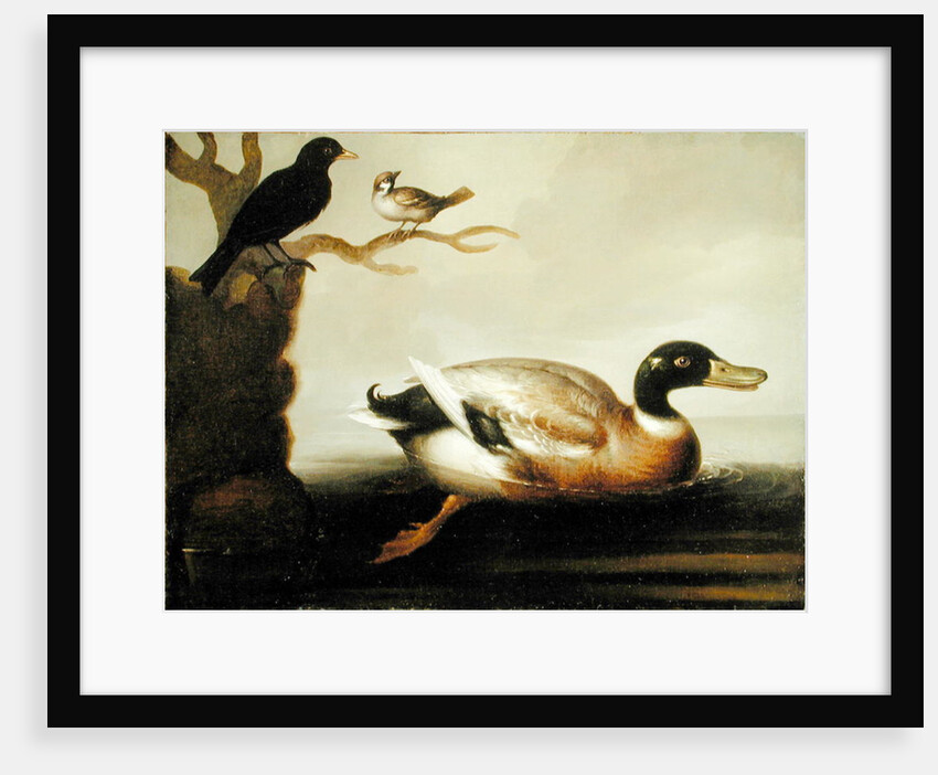 Mallard Duck and Other Birds, c.1700 by English School