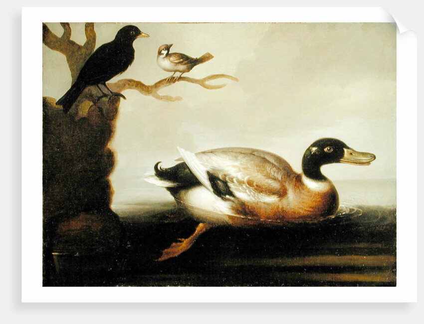 Mallard Duck and Other Birds, c.1700 by English School