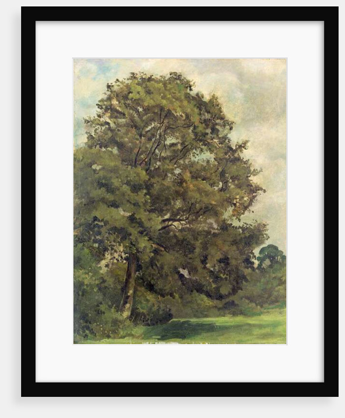 Study of an Ash Tree, c.1851 by Lionel Constable