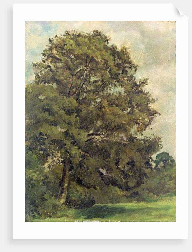 Study of an Ash Tree, c.1851 by Lionel Constable