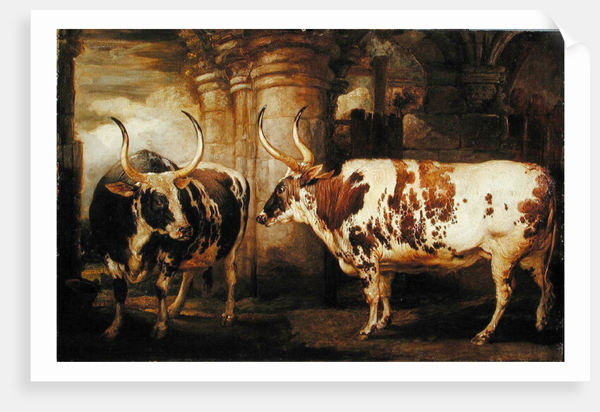Portraits of two extraordinary oxen, the property of the Earl of Powis, 1814 by James Ward
