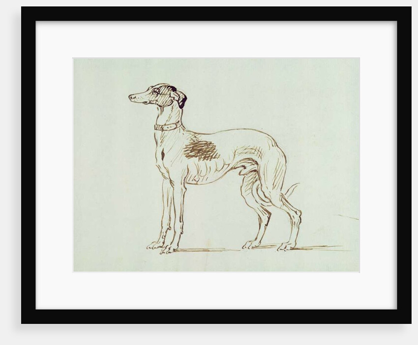 A Greyhound, Facing Left by James Seymour
