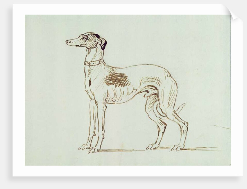 A Greyhound, Facing Left by James Seymour