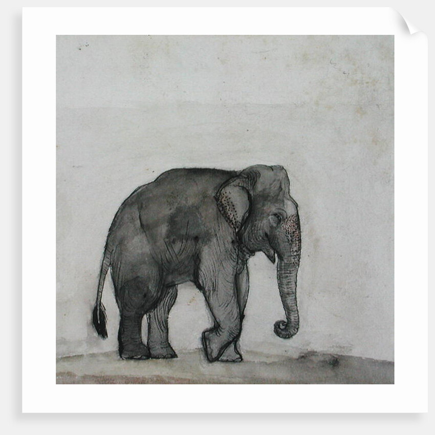 Elephant, c.1790 by Gungaram Tambat
