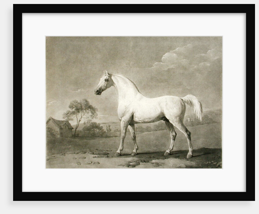 Mambrino, after George Stubbs, 1788 by Charles Howard Hodges