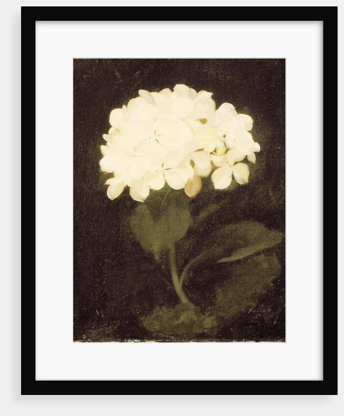 White Hydrangea by Stuart Park