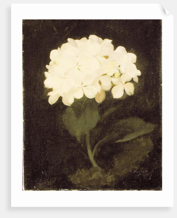 White Hydrangea by Stuart Park