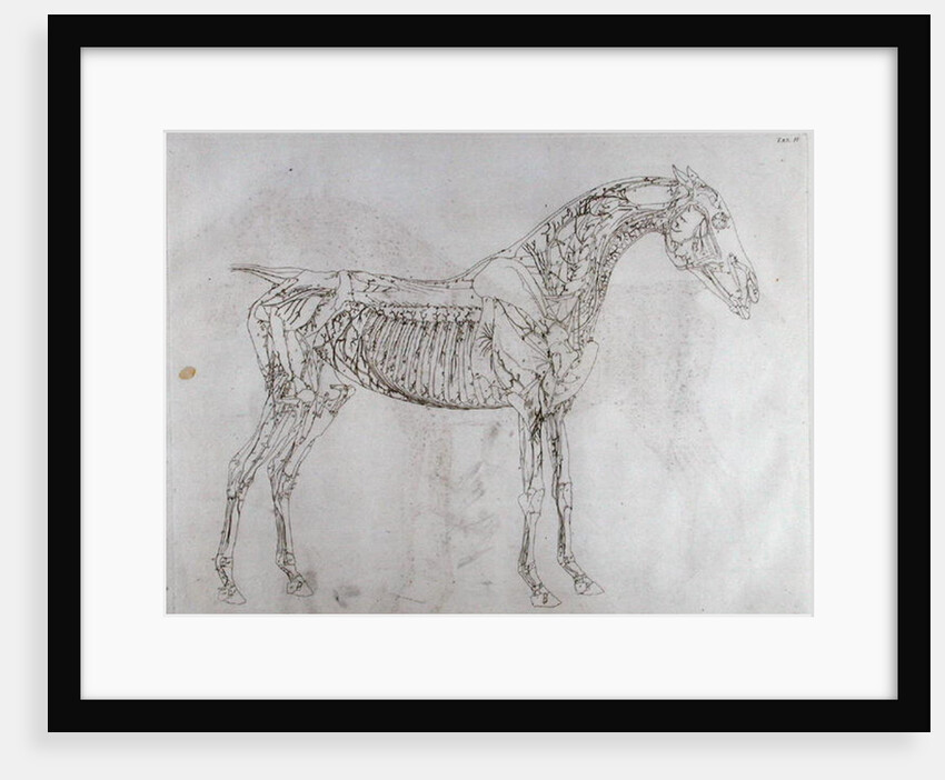Illustration from The Anatomy of the Horse, including a particular description of the bones, cartilages, muscles...in eighteen tables by George Stubbs