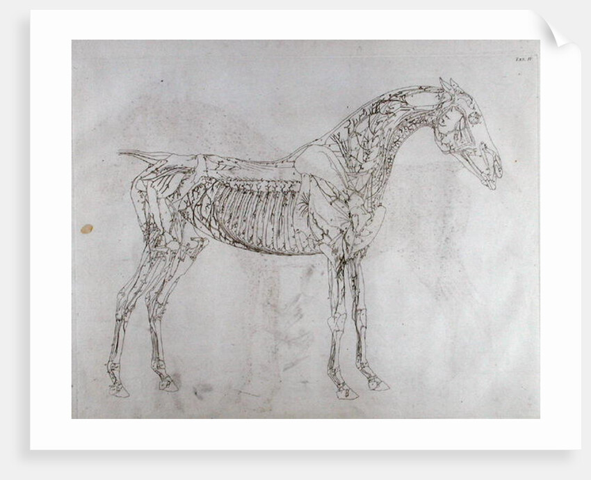 Illustration from The Anatomy of the Horse, including a particular description of the bones, cartilages, muscles...in eighteen tables by George Stubbs