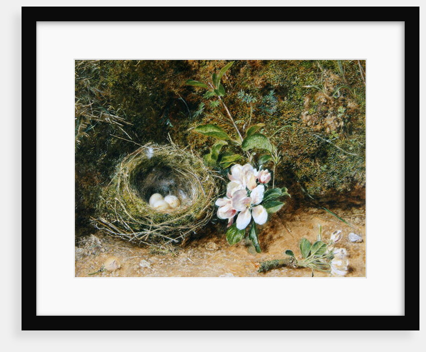 Bird's Nest with Sprays of Apple Blossoms, c.1845-50 by William Henry Hunt