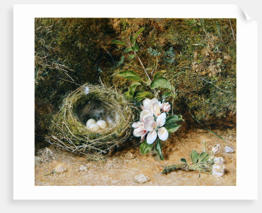 Bird's Nest with Sprays of Apple Blossoms, c.1845-50 by William Henry Hunt