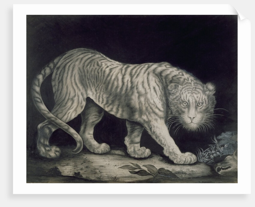 A Prowling Tiger by Elizabeth Pringle