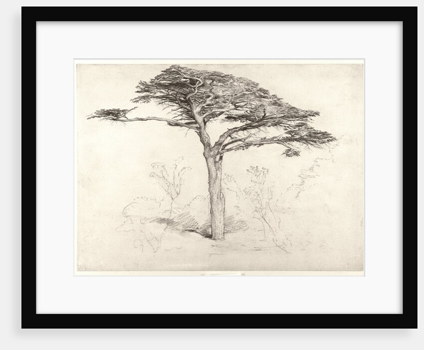 Old Cedar Tree in Botanic Garden, Chelsea, 1854 by Samuel Palmer