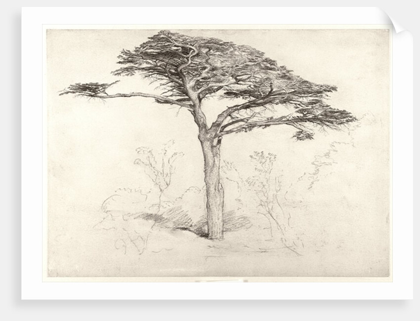 Old Cedar Tree in Botanic Garden, Chelsea, 1854 by Samuel Palmer