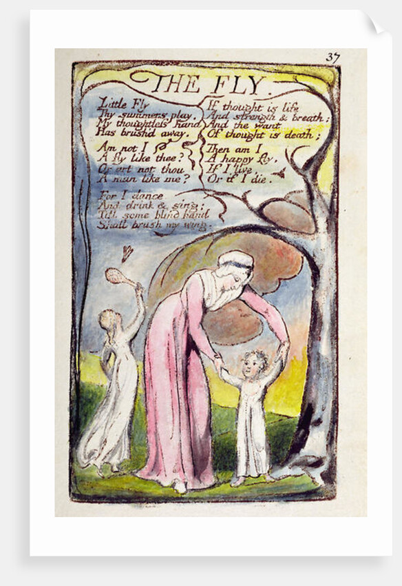 The Fly by William Blake