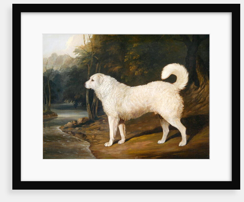 Portrait of a Dog, Ross, 1836 by David of York Dalby