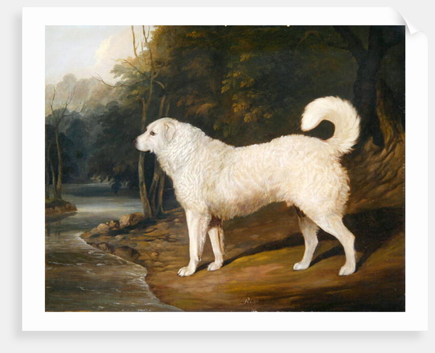 Portrait of a Dog, Ross, 1836 by David of York Dalby