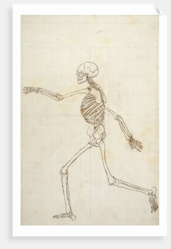 Study of the Human Figure, Lateral View by George Stubbs