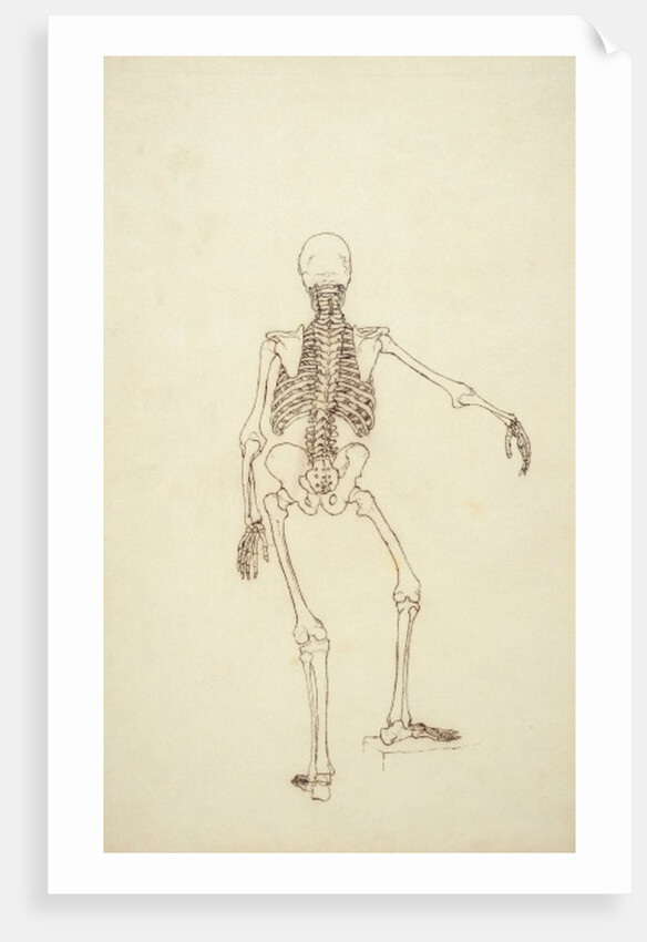 Study of the Human Figure, Posterior View by George Stubbs