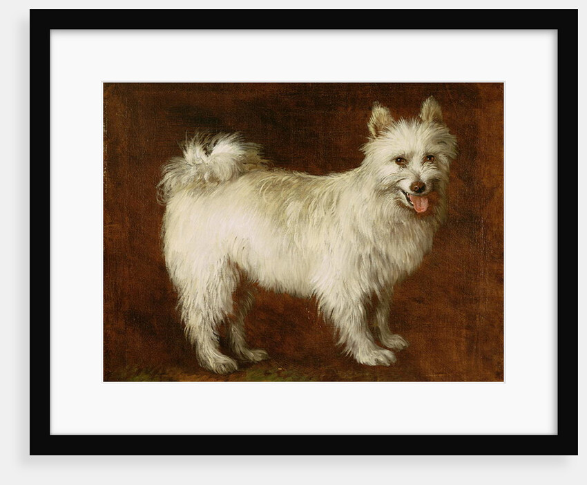 Spitz Dog, c.1760-70 by Thomas Gainsborough