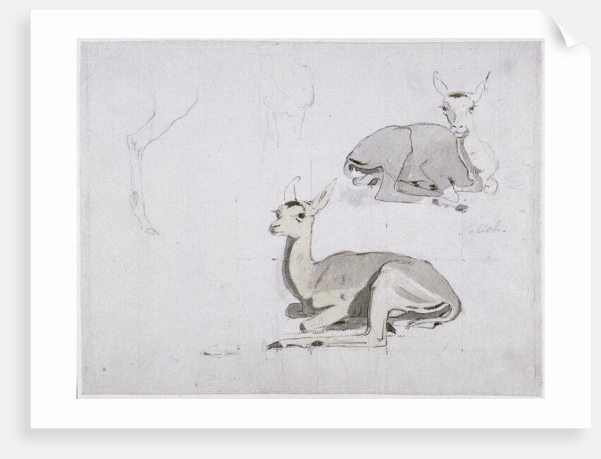 Studies of young Pallah Deer Resting, c.1802 by Samuel Daniell