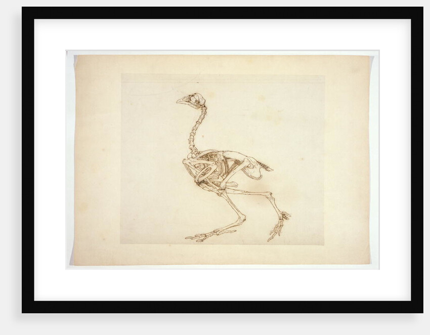 Dorking Hen Skeleton, Lateral View by George Stubbs