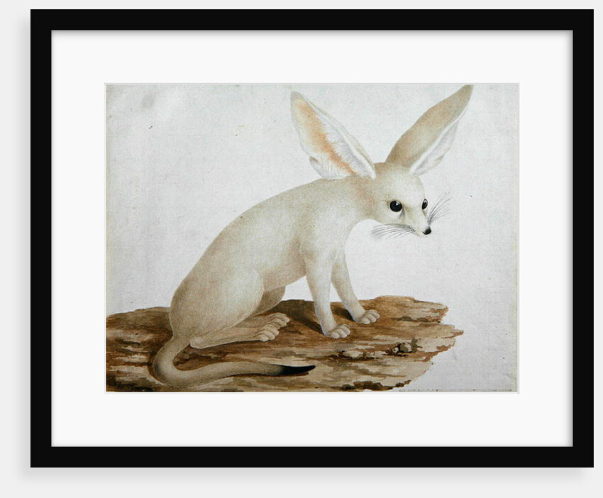 Fennec No. 3 Original of illustration in ' Travels through Abyssinia' by James Bruce