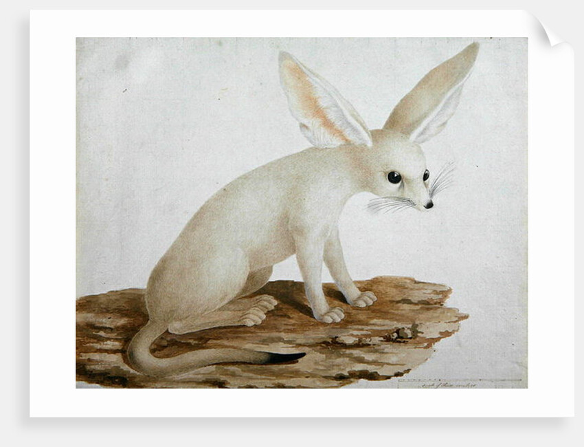 Fennec No. 3 Original of illustration in ' Travels through Abyssinia' by James Bruce
