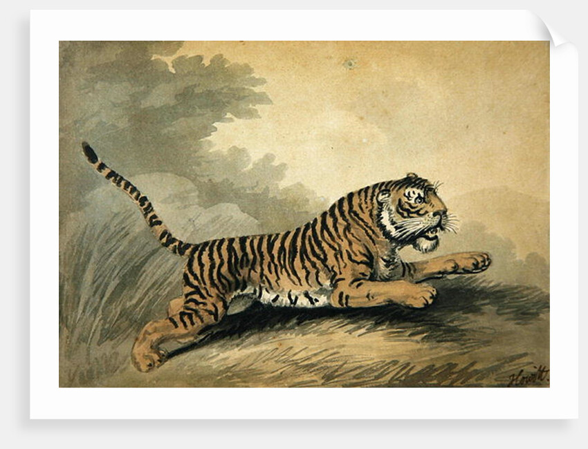 A Tigress leaping to the right, 1807 by Samuel Howitt